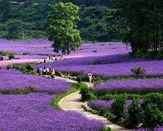 女生做梦梦见蛇缠身有什么含义(女人梦见一对蛇表示着什么女梦到一条大黑蛇缠身是何预兆)