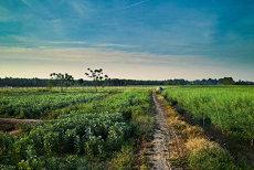 梦到蛇在后背爬没咬我(女人梦到蛇爬在身上但没咬我(梦到蛇爬到我背上,没咬我很乖,我把头抓住让别人从我背上把它捉下来,结果捉下来是条红色大嘴巴金鱼,是)