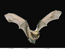 麻姓男宝宝名字20二十四年属相为龙取名 姓麻的虎宝宝男孩叫什么名字好