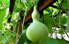 虎跟什么属相冲怎么避开(12生肖相冲相(属相为虎的跟什么属相相冲)